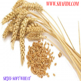 SOFT WHEAT